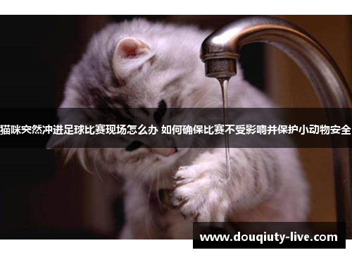 猫咪突然冲进足球比赛现场怎么办 如何确保比赛不受影响并保护小动物安全